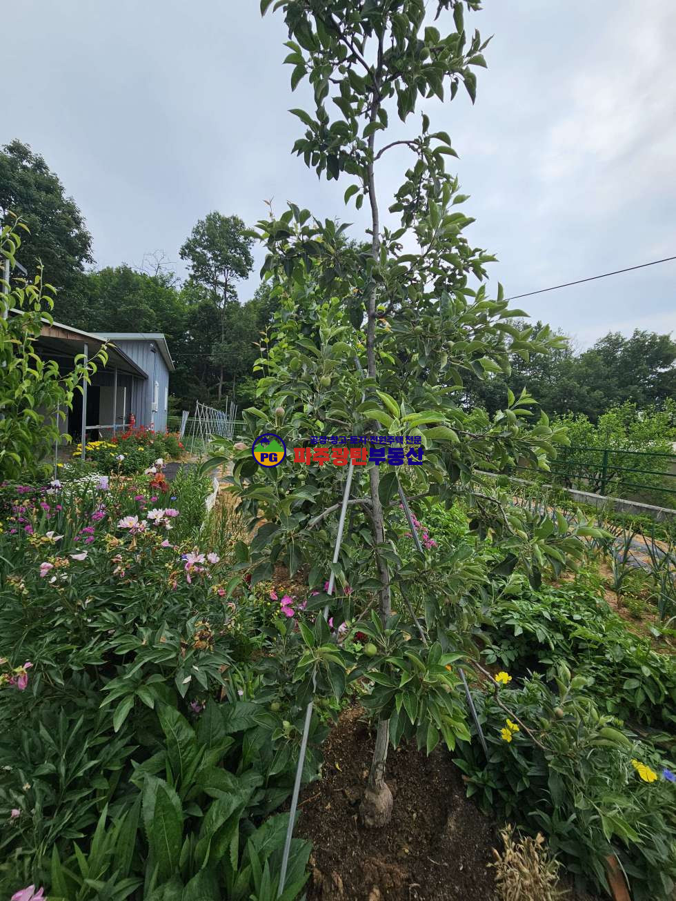 경기 파주시 광탄면 신산리 광탄면신산리농가주택 토지376평 건물80평 복층 산밑 전망 멋진정원 매매 매물번호 10271 사진 49